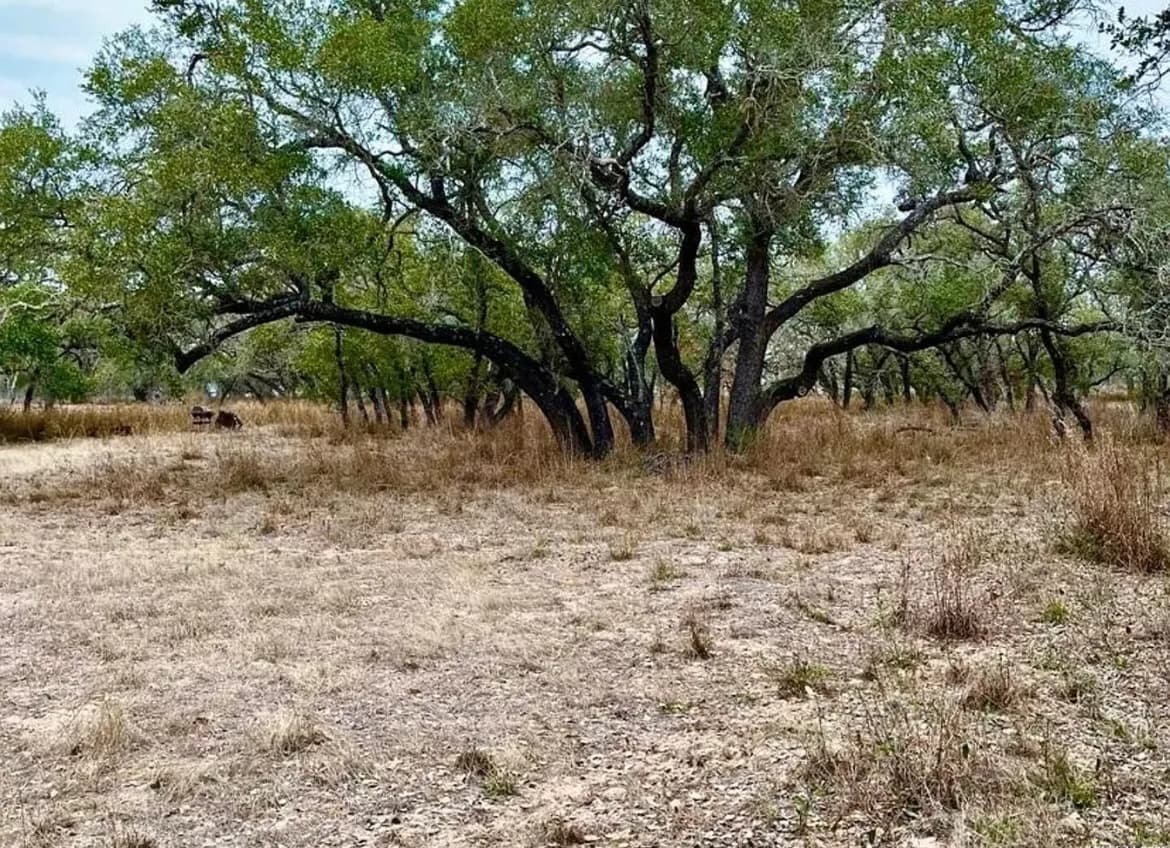 233 Palomino Trail, Natalia, TX – sold lot, open land and oak trees