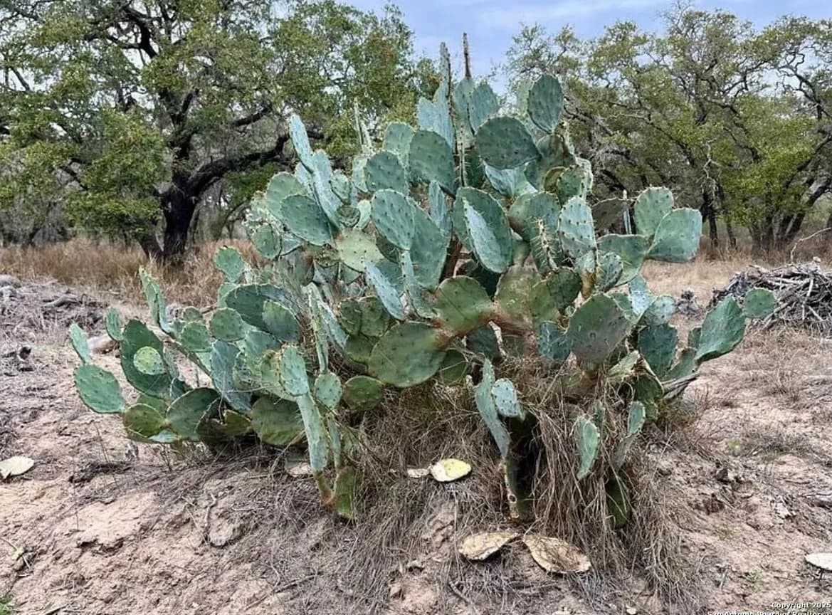 233 Palomino Trail, Natalia, TX – sold lot, prickly pear cactus